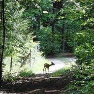 junges Reh auf dem Waldweg