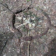 Mandala auf dem Boden mit Wald-Naturmaterialien