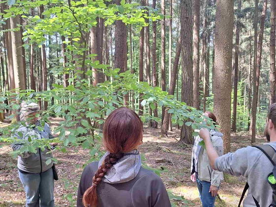 Lehrkräfte fühlen an den Blättern von Bäumen